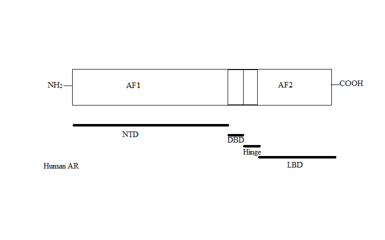 Androgen receptor
