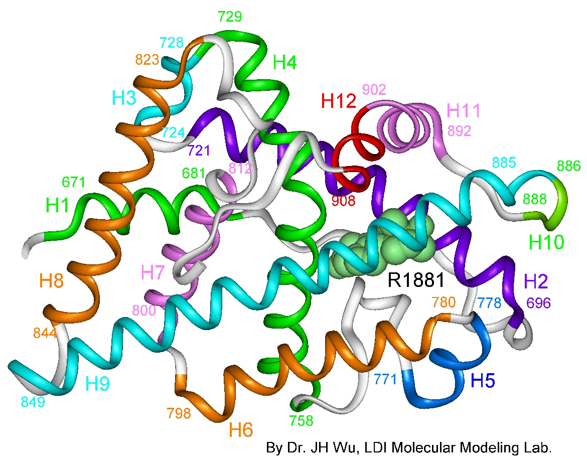 3-D model of the human androgen receptor protein.