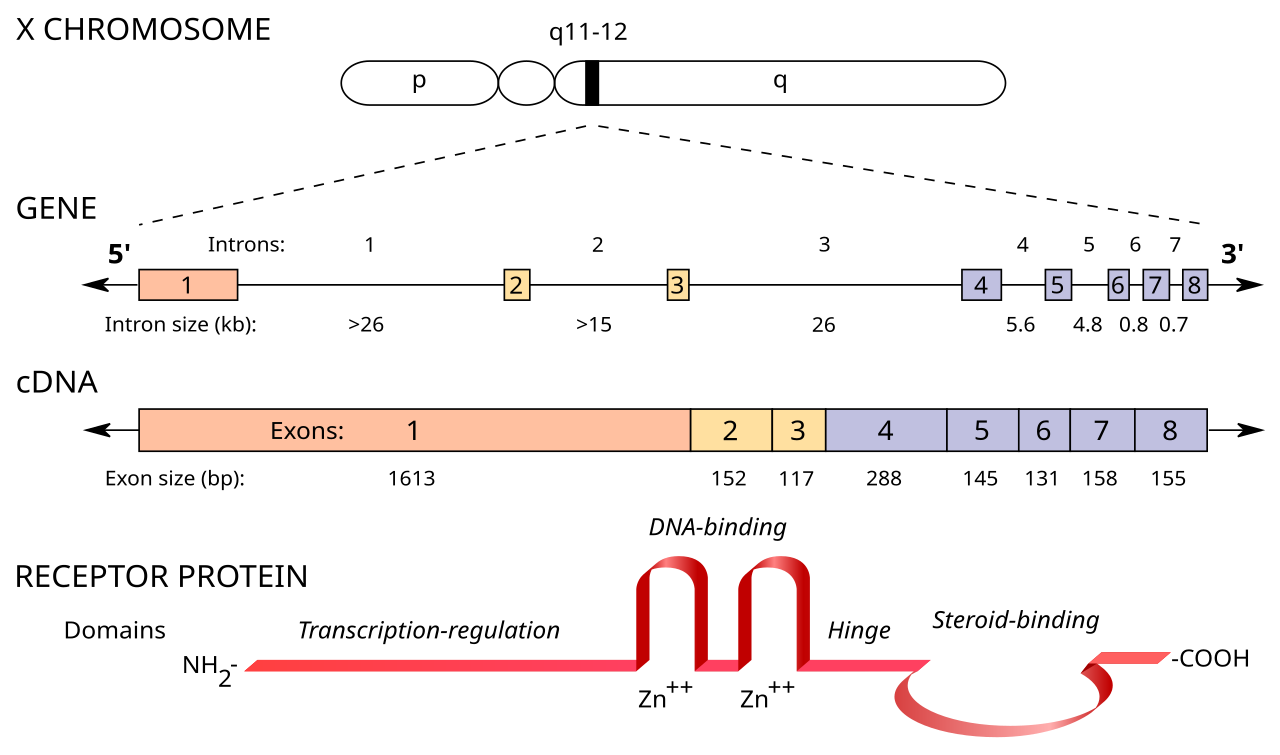 Location and structure of the human androgen receptor. Top, The AR gene is located on the proximal long arm of the X chromosome. Middle, The eight exons are separated by introns of various lengths. Bottom, Illustration of the AR protein, wi