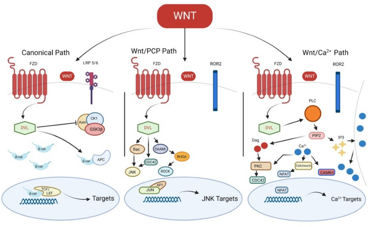 Molecular signaling cascade: receptor binding, phosphorylation kinetics, and transcriptomic activation.
