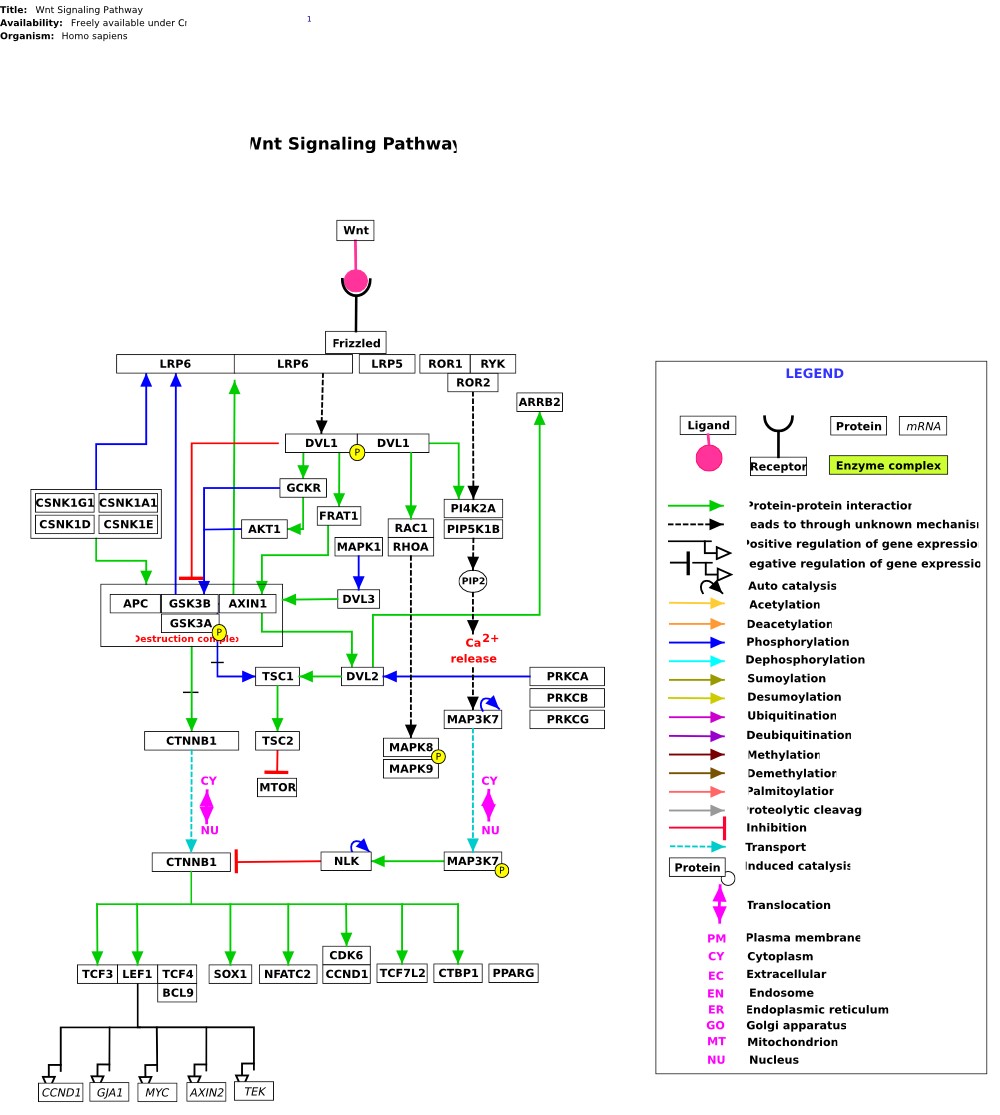 WNT signal, through the canonical pathway, controls cell fate determination and through the non-canonical pathway controls cell movement and tissue polarity. The name "wnt" is a fusion of two terms, wg derived from the Drosophila gene wingless (wg) and int derived from the proto-