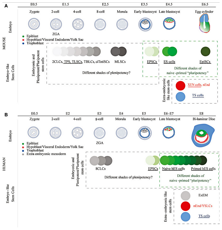 The Exosome Revolution: Harnessing Stem Cell Signals for Hair Regrowth