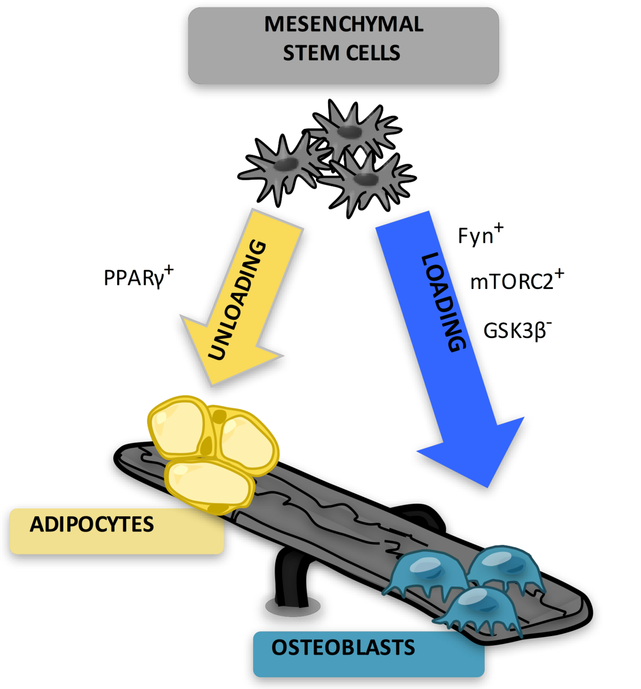 The MSC can differentiate into the osteoblast (bone) or adipocyte (fat) lineage as well as other lineages (e.g. muscle). Physical factors such as mechanical strain- the in vitro equivalent of exercise- repress adipogenic differentiation. Tr