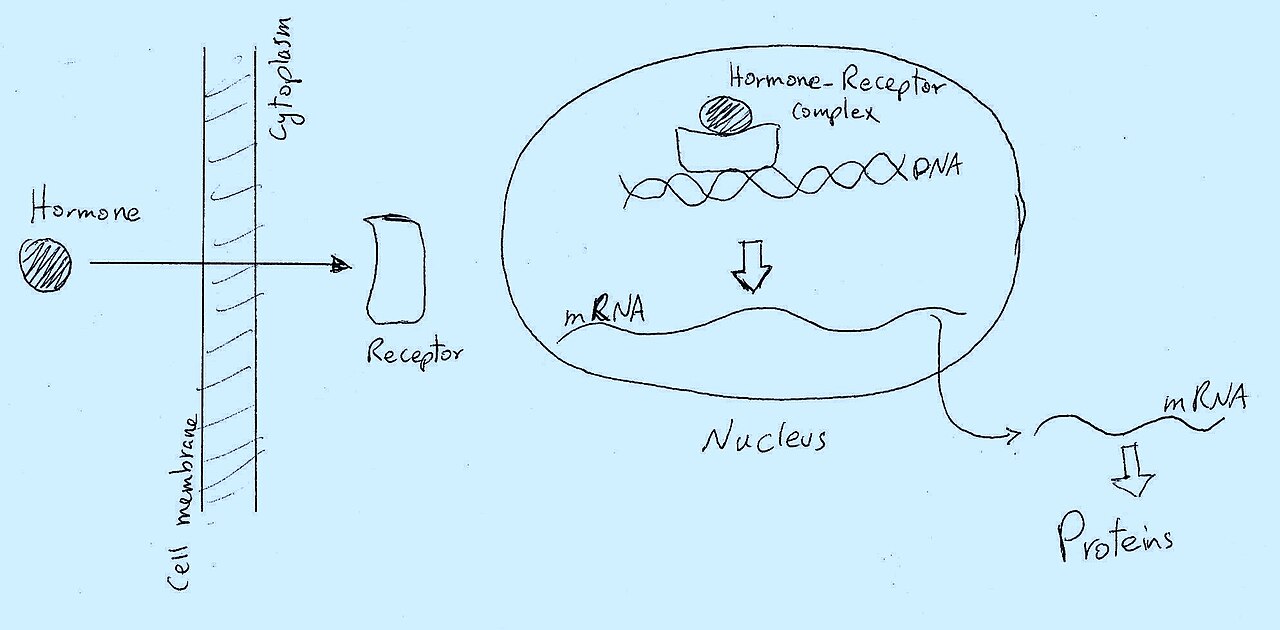 The Hidden Connection: Unraveling the Thyroid-Hair Axis in Subclinical Hypothyroidism