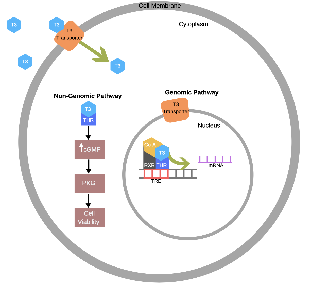 This is an illustration of the genomic and non-genomic signaling pathways activated by thyroid hormone.