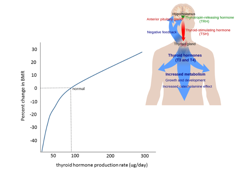 Thyroid hormone and basal metabolic rate