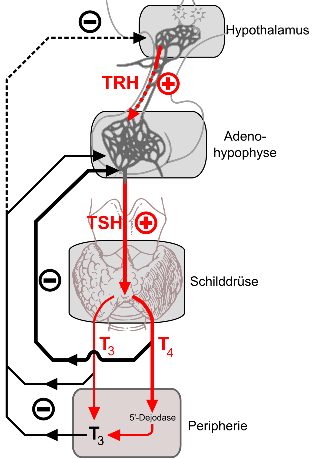 The hormone feedback of the thyroid.