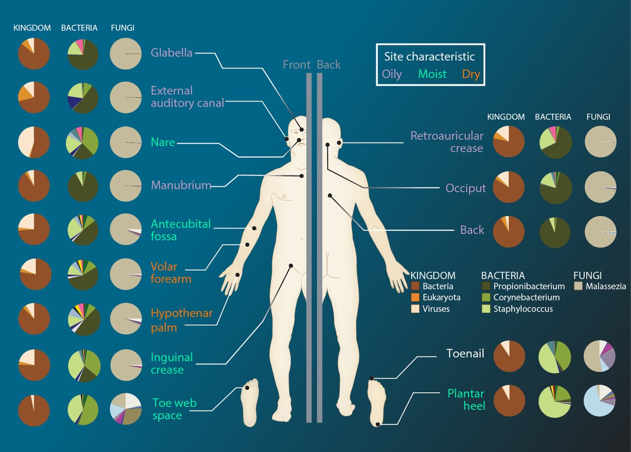 Skin metagenomics and defines relative abundance of viral, bacterial and fungal components of the microbial community. Credit: Darryl Leja, NHGRI.