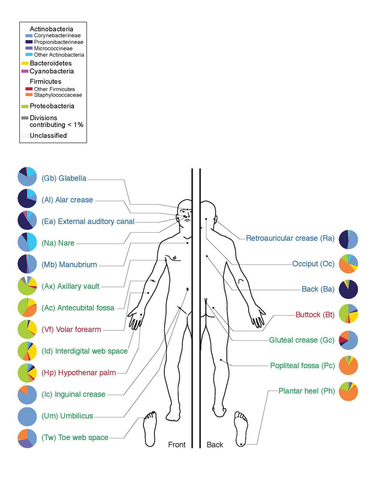 Skin-Microbiome-Human தமிழ்: }மனிதத் தோலின் நுண்ணுயிர்சூழகம்