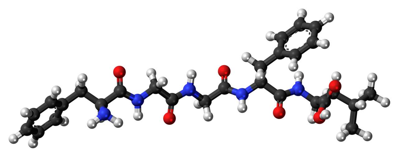 Ball-and-stick model of the leu-enkephalin molecule, a peptide neurotransmitter . Color code: Carbon, C: black Hydrogen, H: white Oxygen, O: red Nitrogen, N: blue