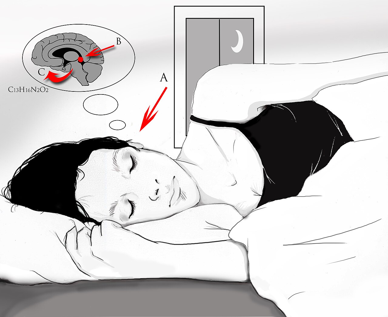 A: Reduced light during the night activates a secretion signal through the eyes optic nerve which has direct access to the brain. B: The signal is received by the pineal gland in the middle of the brain. C: The pineal gland produces and rel