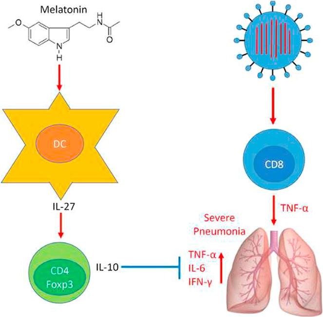 Melatonin modulates adaptive immune system.Melatonin;Influenza A virus;Pneumonia;TNF-α;IL-10;IL-27.