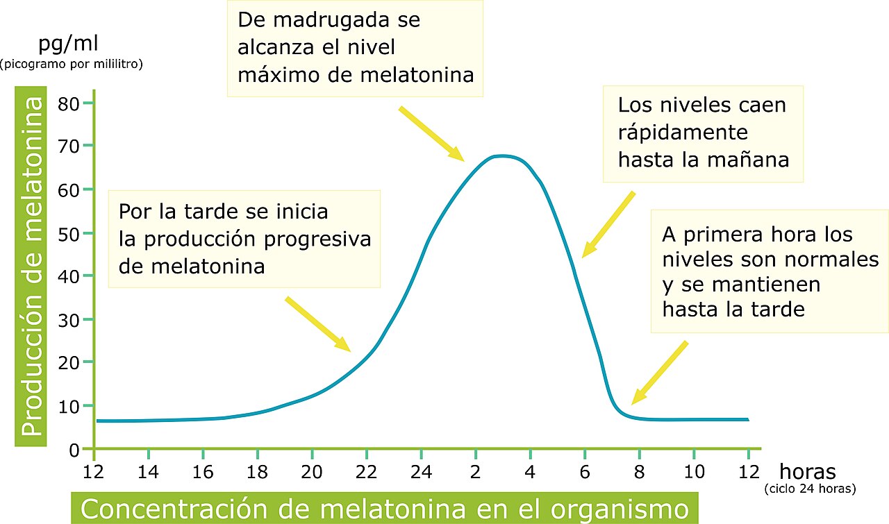 Peaks and troughs in the body's Melatonin production during the circadian (sleep) cycle represented in a 24-hour period.