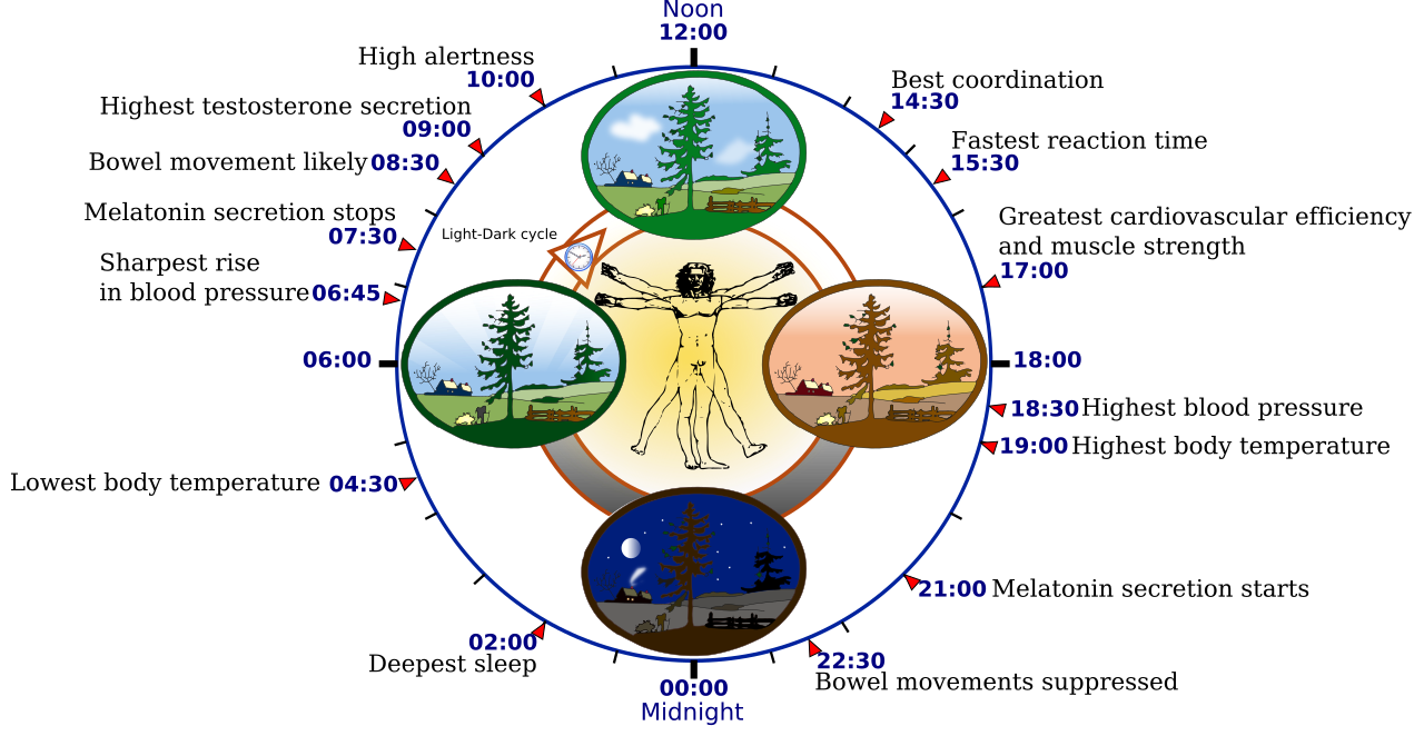 Overview of biological circadian clock in humans . Biological clock affects the daily rhythm of many physiological processes. This diagram depicts the circadian patterns typical of someone who rises early in morning, eats lunch around noon,