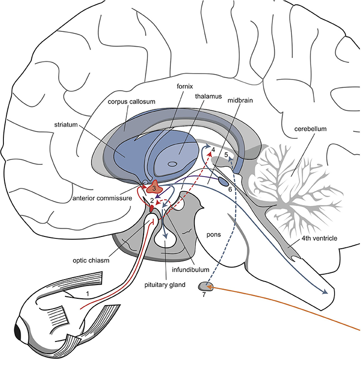 The network that regulates circadian rhythms. Retinal fibers are directly connected to the suprachiasmatic nucleus and thalamus. The suprachiasmatic nucleus is connected to the paraventricular nucleus, which influences endocrine and sympath