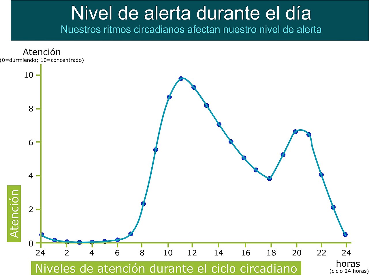 Nuestros ritmos circadianos afectan nuestro nivel de alerta durante el día