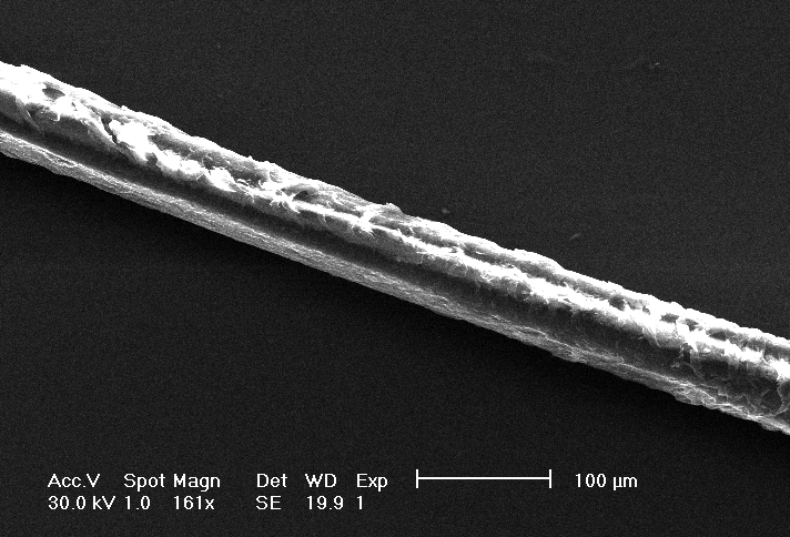 Picture of a human hair, taken with a scanning electron microscope. Mode: secondary electrons.