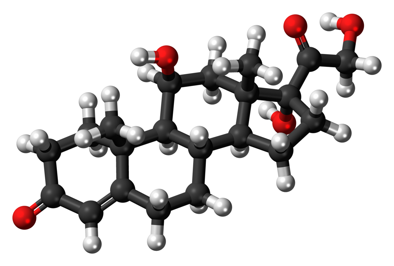 Ball-and-stick model of the cortisol molecule, a steroid hormone that controls the body's response to stress. Colour code: Carbon, C: black Hydrogen, H: white Oxygen, O: red