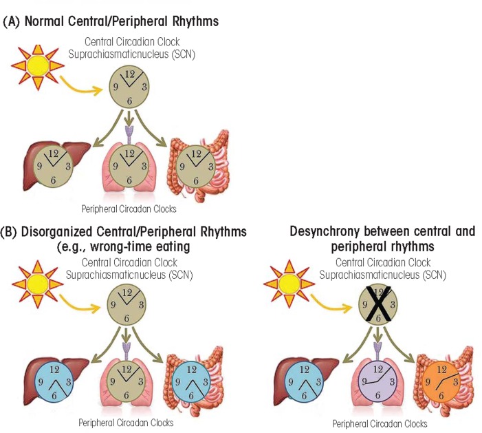 Central and peripheral circadian rhythms. (A) Under normal conditions, the central circadian clock in the suprachiasmatic nucleus which is entrained by light, then regulates peripheral circadian clocks. (B) Wrong-time eating can cause misal