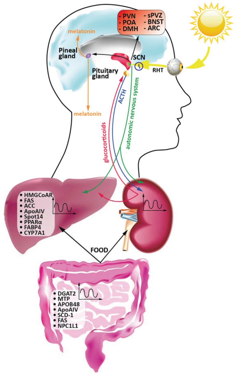 Schematic overview of the interplay between the central and peripheral circadian clocks. Waves symbolises circadian regulation. RHT: retinohypothalamic tract; SCN: suprachiasmatic nucleus; sPVZ: subparaventricular zone; POA: preoptic area; 