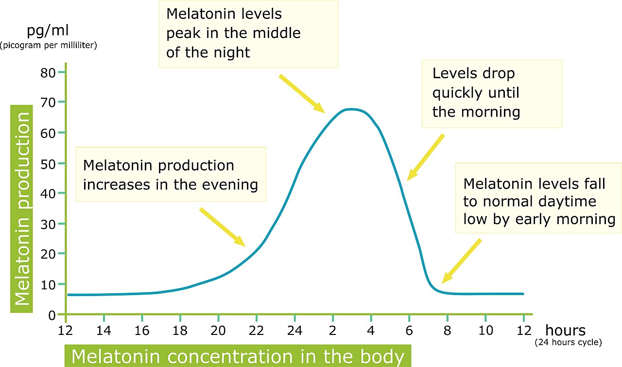 Peaks and troughs in the body's Melatonin production during the circadian (sleep) cycle represented in a 24-hour period.