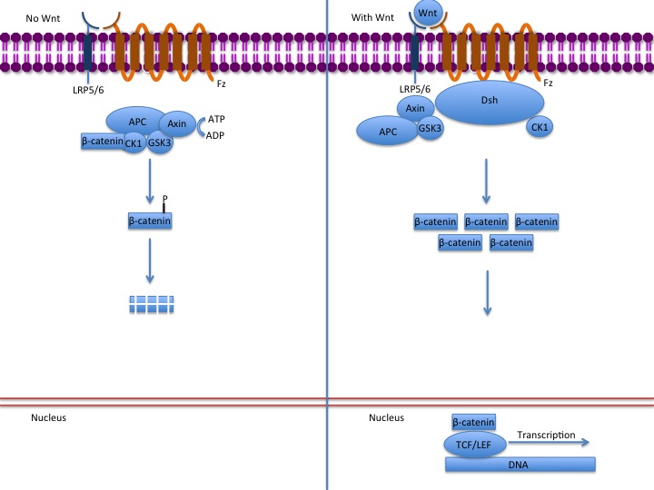 Unraveling the Wnt Enigma: A Breakthrough in Hair Growth Research