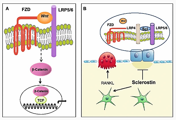 Fluorescence microscopy tracking cellular viability, dermal sheath integrity, and vascularization.