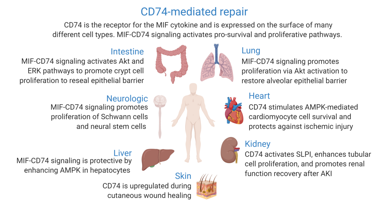 MIF membrane receptor CD74 and wound healing in different body parts