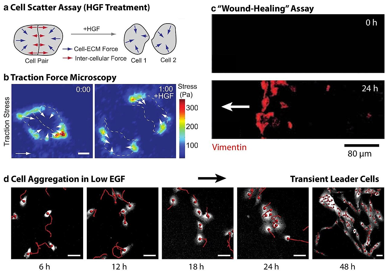 Figure 2. Scattering, wound-healing, and aggregation assays. a Scattering assays visualize how multicellular epithelial (MDCK) clusters disperse into migratory individuals in response to exogeneous biochemical stimulation (e.g. HGF). b Trac