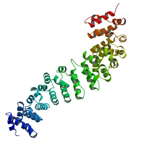 The Wnt Pathway Is the Master Switch for Hair Follicle Cycling, Here's What That Means for Treatment