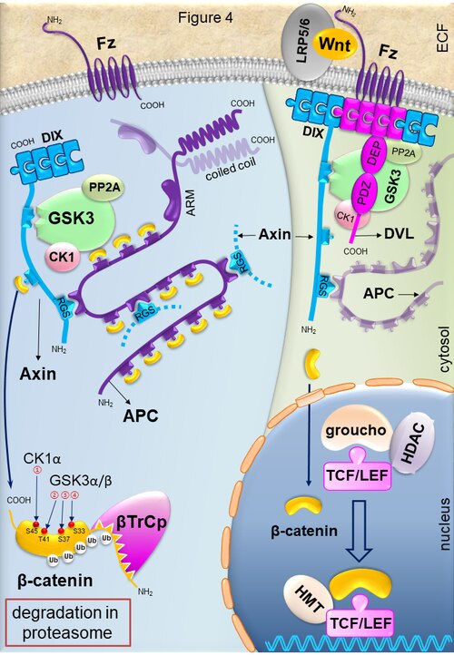 WNT signaling pathways in CRC. Accumulation of secretory Wnt ligands leads to the interaction between FZD and LRP, resulting in the activation of the DVL protein. The DVL is activated and phosphorylated and translocated to the FZD receptor.