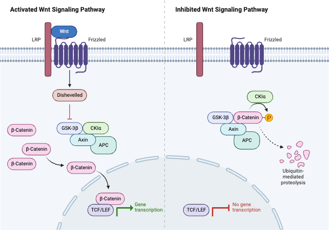 When wingless signaling is activated wnt binds to a complex which inhibits the destruction complex. This results in the accumulation of beta catenin. When this occurs, beta catenin enters the nucleus and binds to the TCF promoter, recruitin